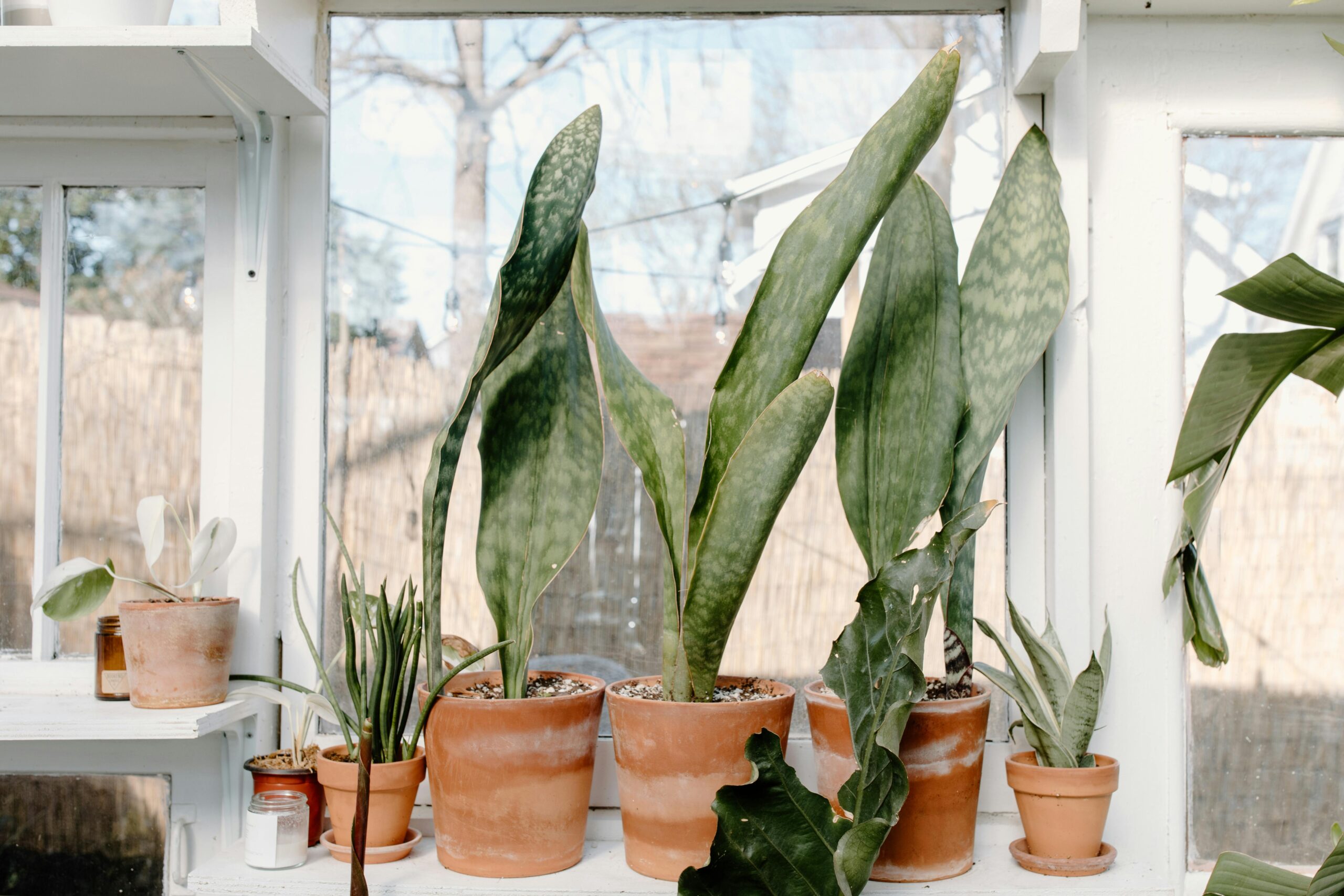 A variety of indoor plants potted in clay pots arranged on a bright windowsill.