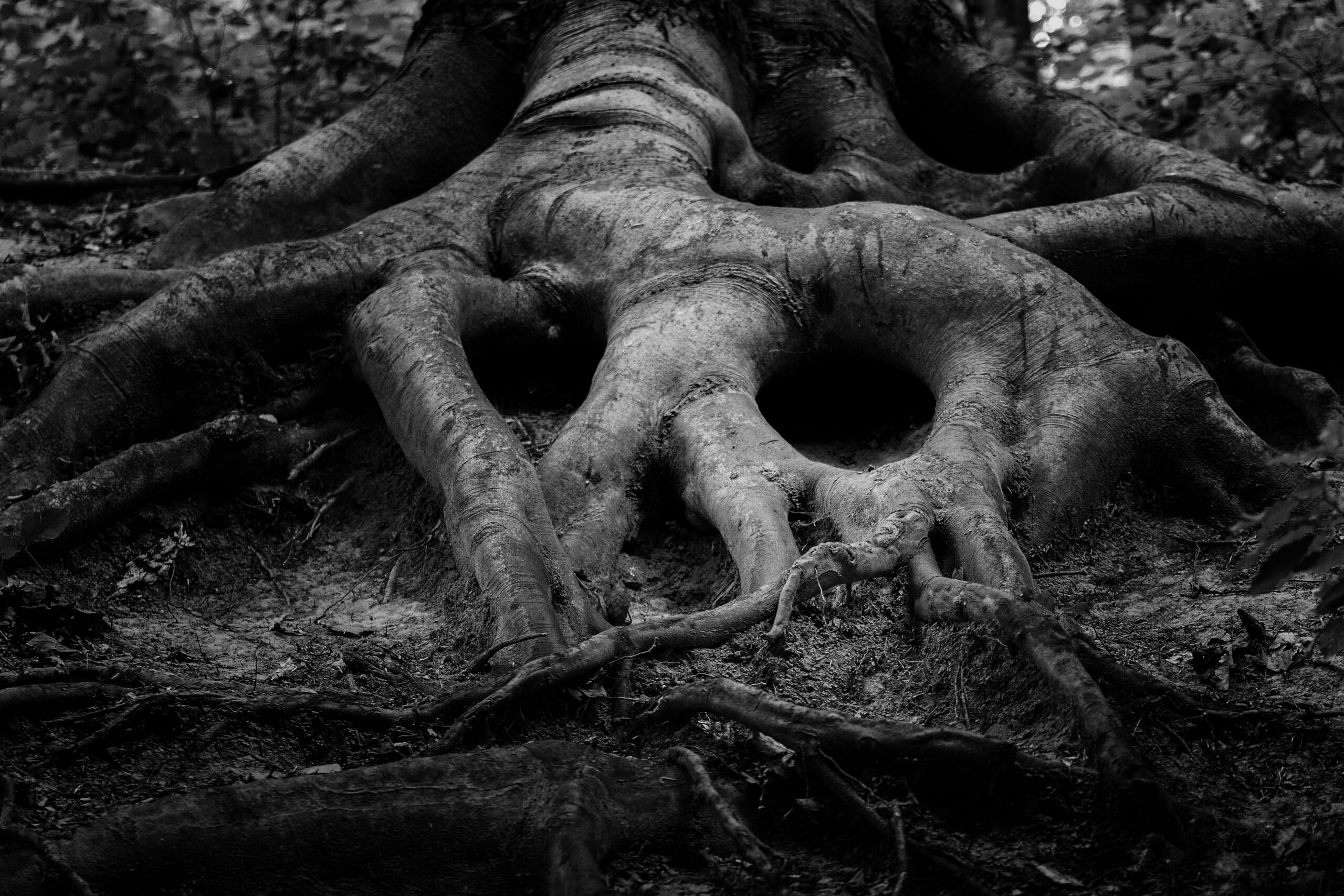 Black and white photograph of intricate tree roots in a forest setting.