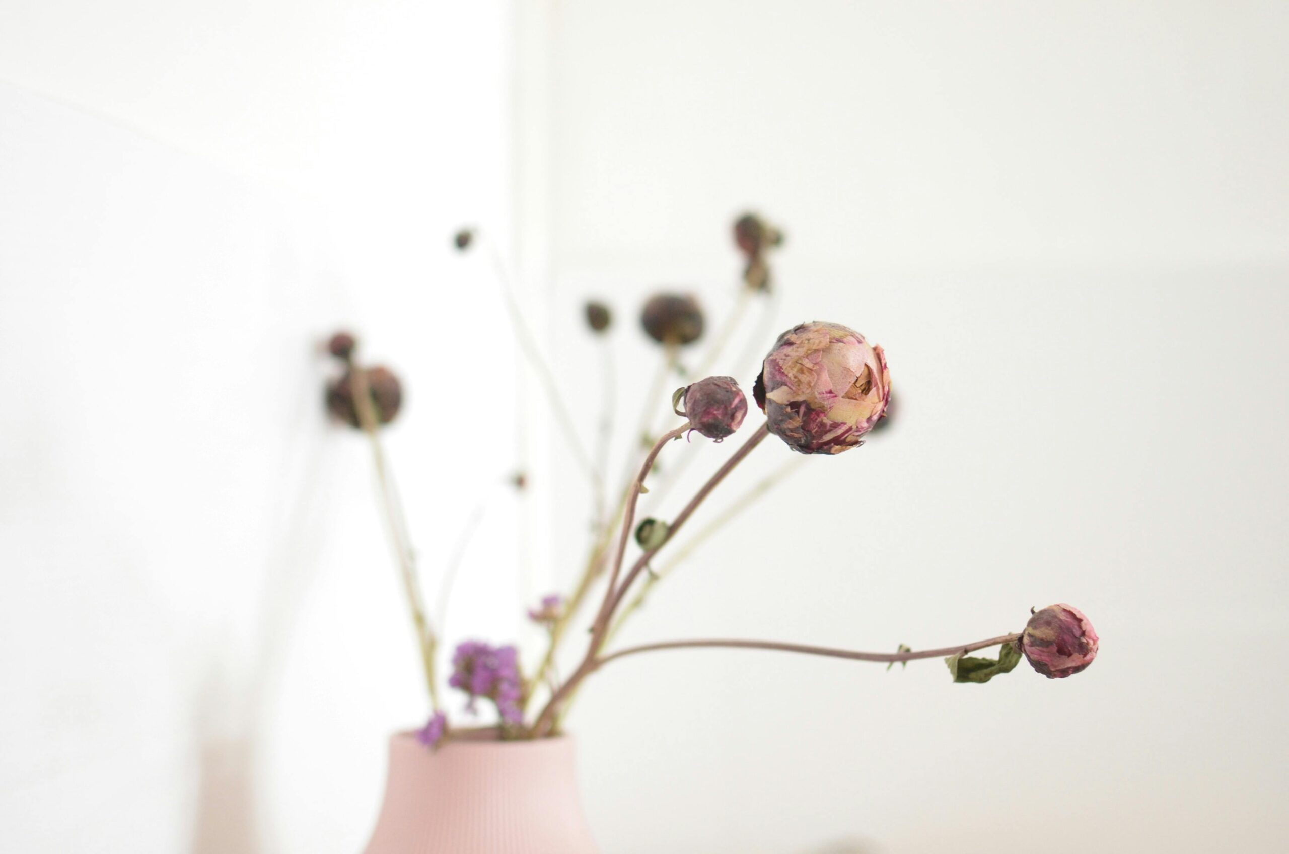 Close-up of dried roses hanging by stems, creating a moody floral display.