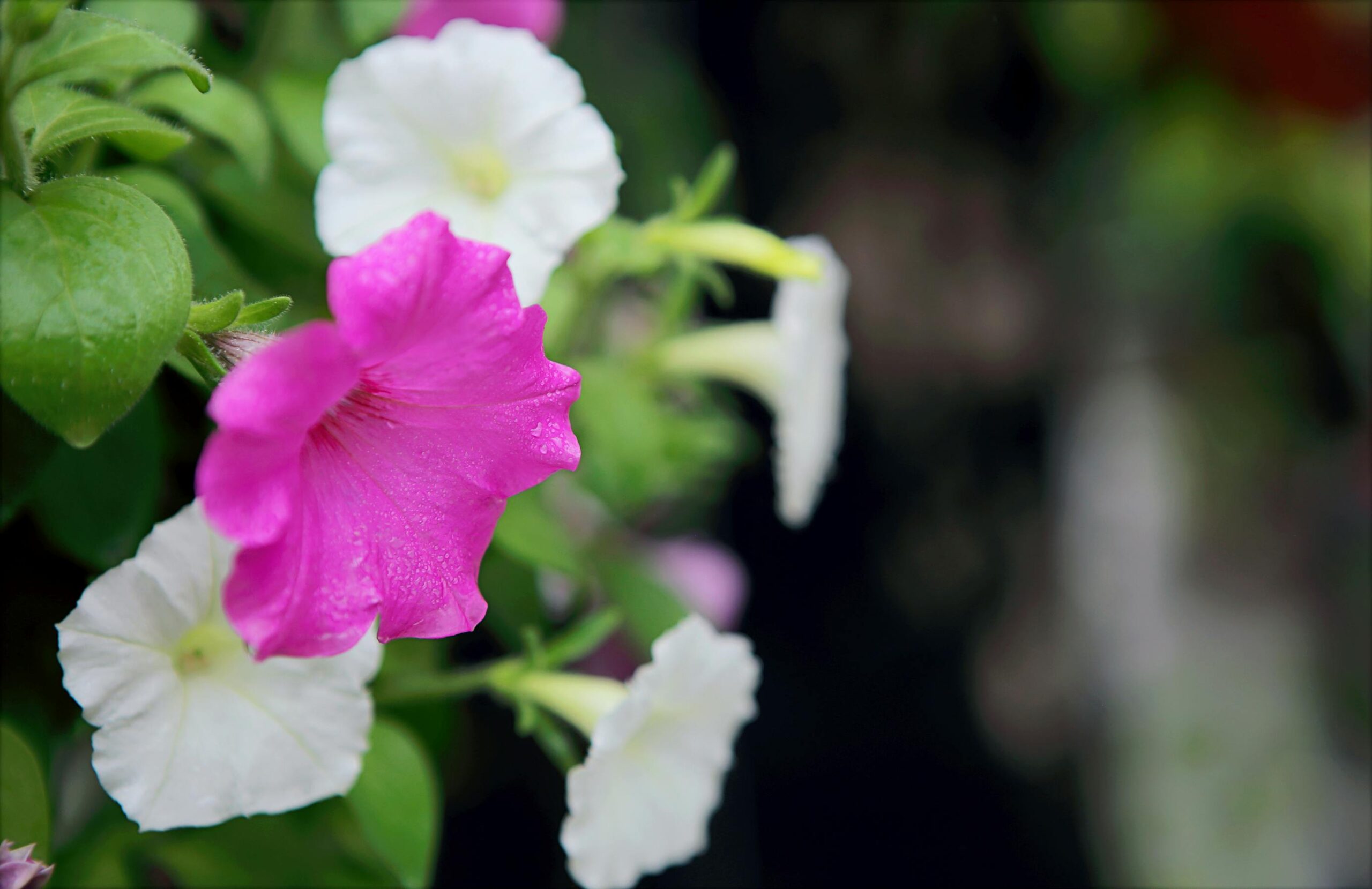 Close-up of vibrant pink and white petunias blooming in a garden setting.