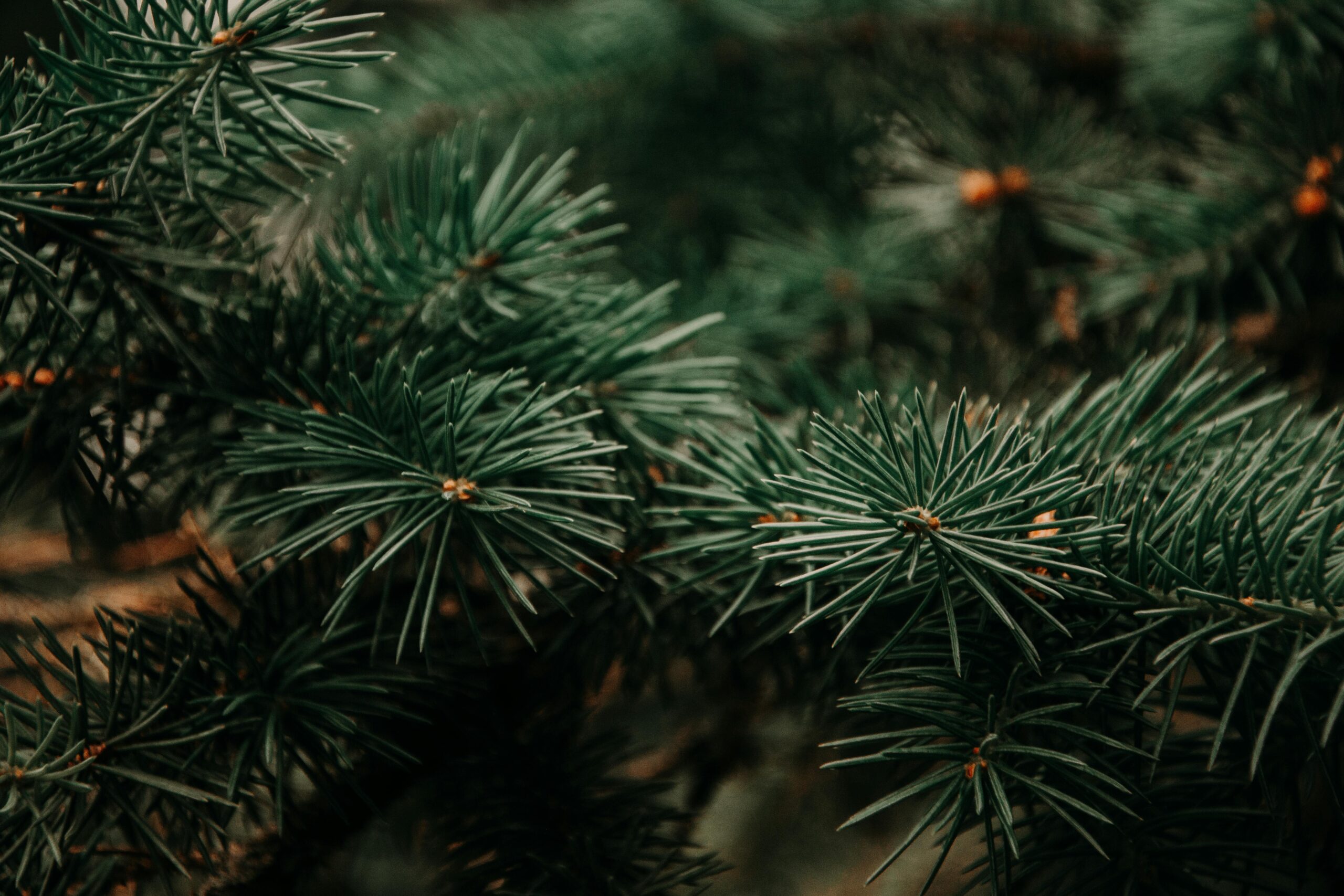 Detailed close-up of evergreen pine needles in focus, showcasing natural texture and color.