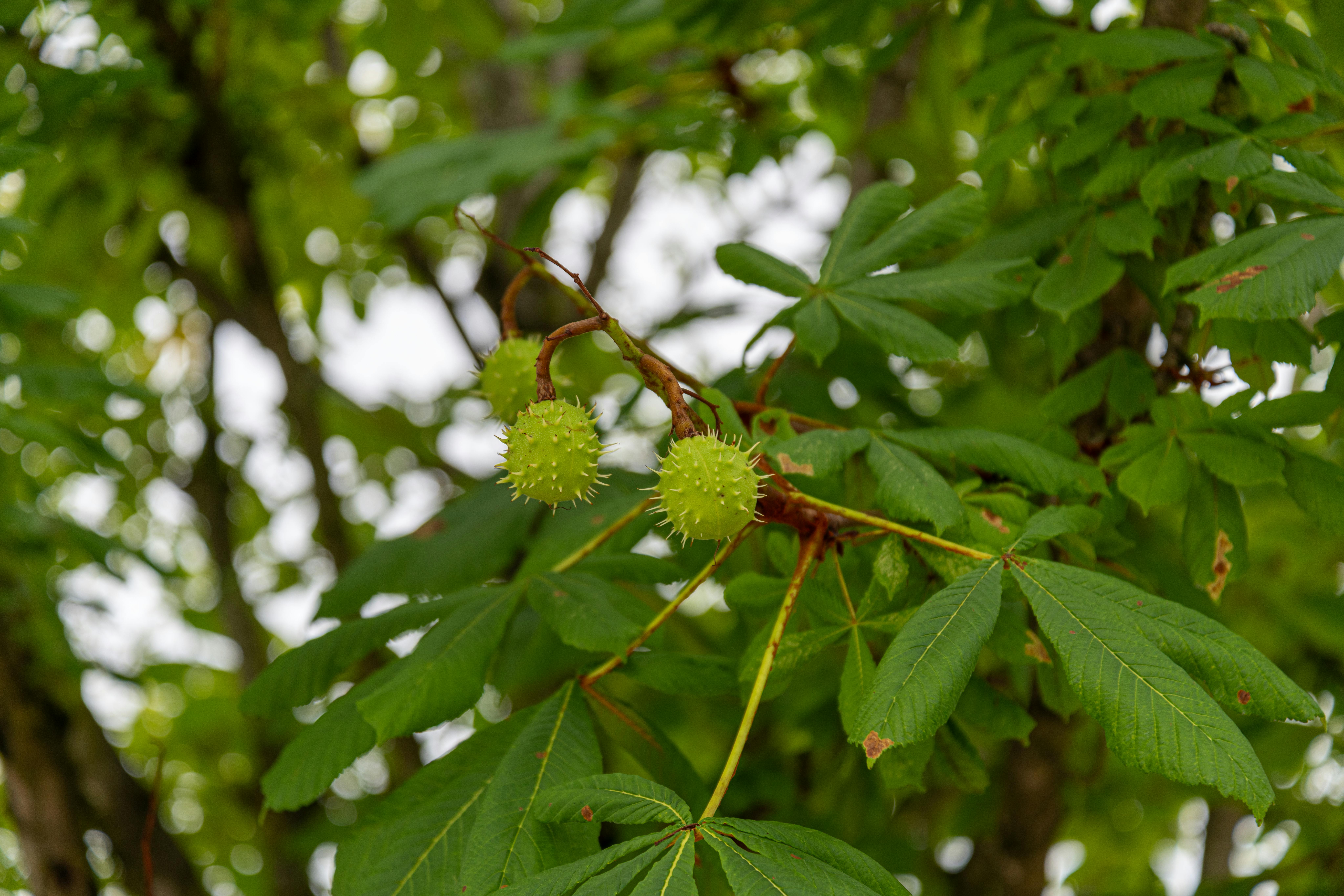 Detailed view of green horse chestnut fruits hanging on tree branches with lush leaves, captured outdoors.