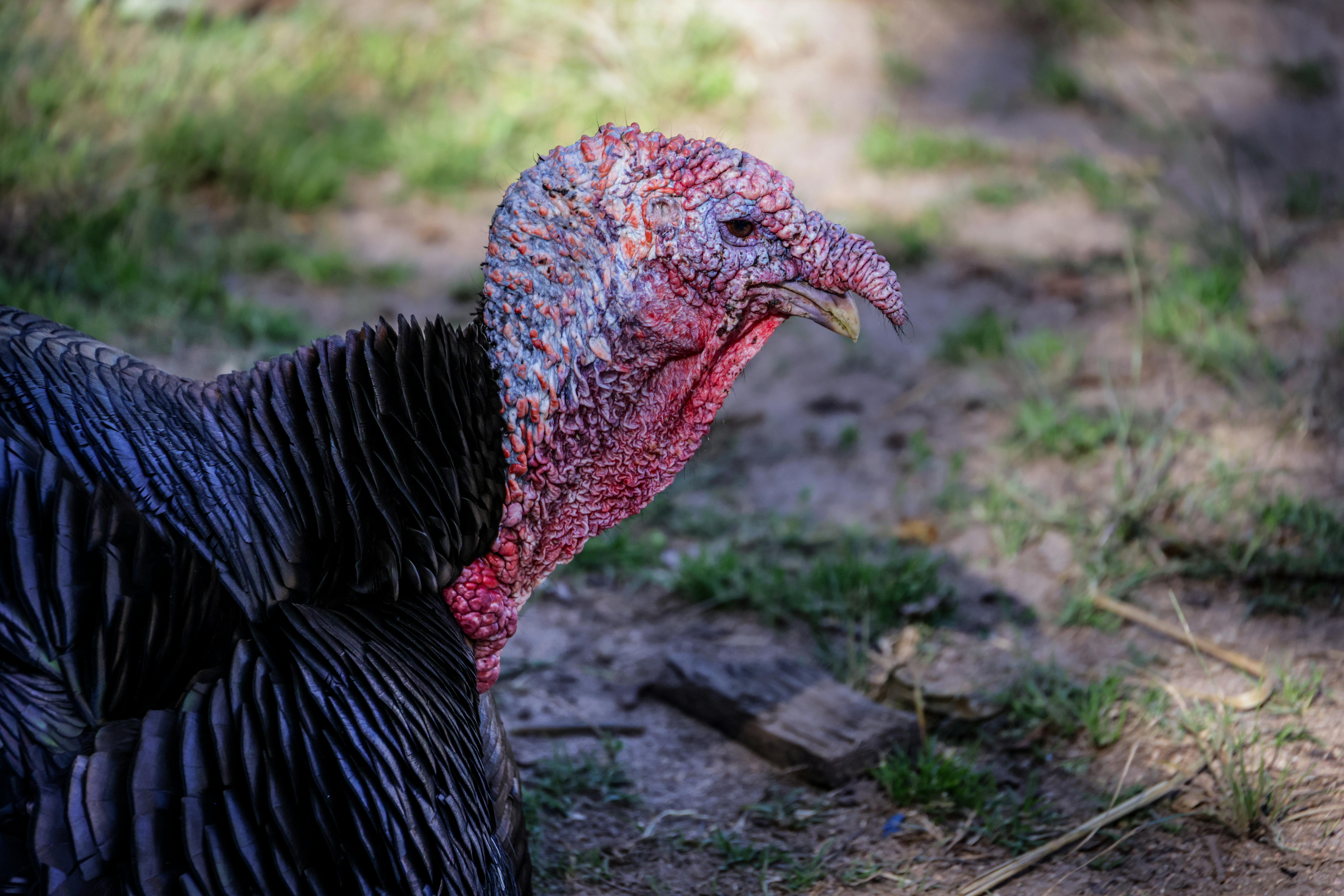 Free stock photo of birds, farm animals, farmyard