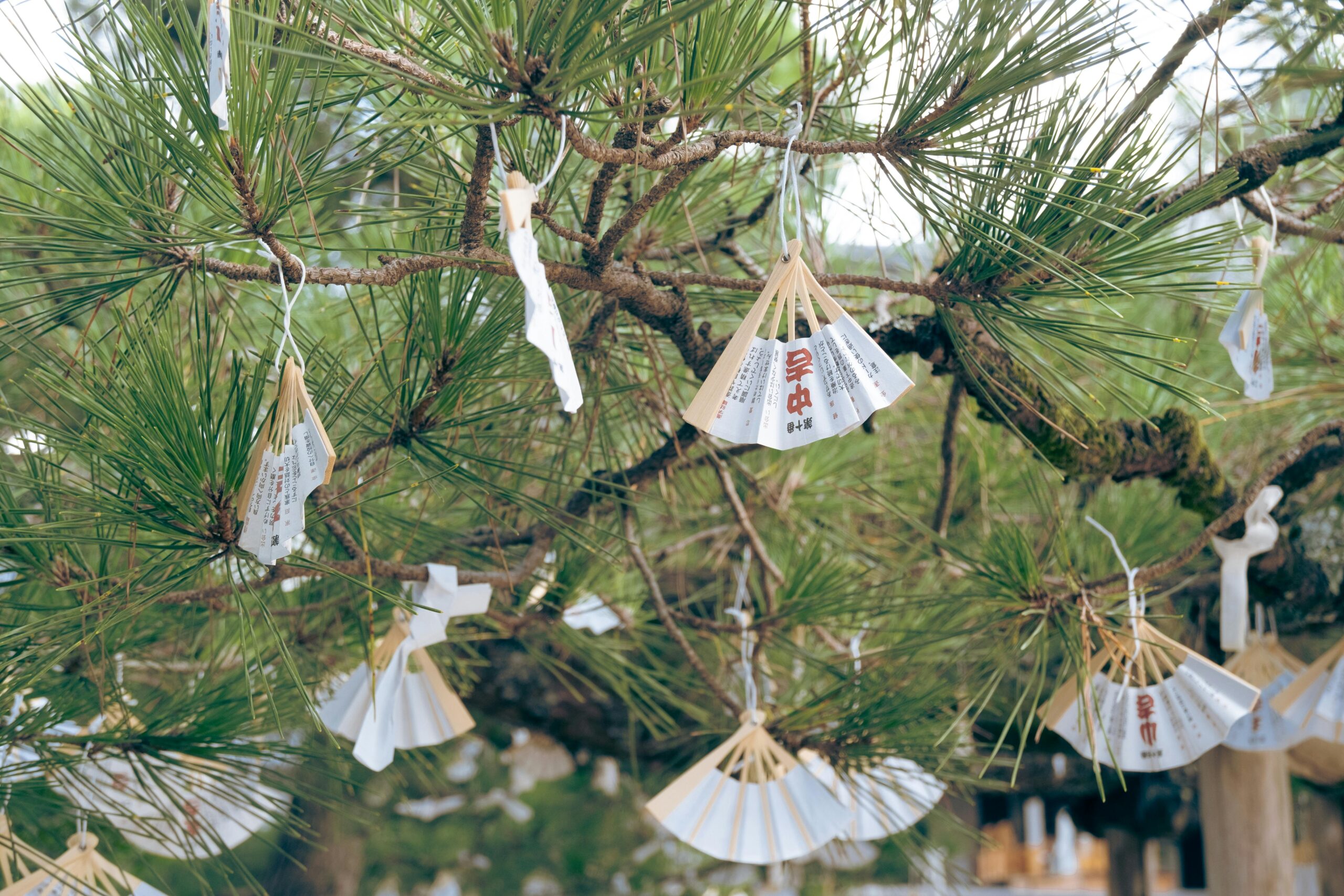 Pine tree adorned with traditional Japanese hand fans in Miyazu, Kyoto, Japan for a cultural display.