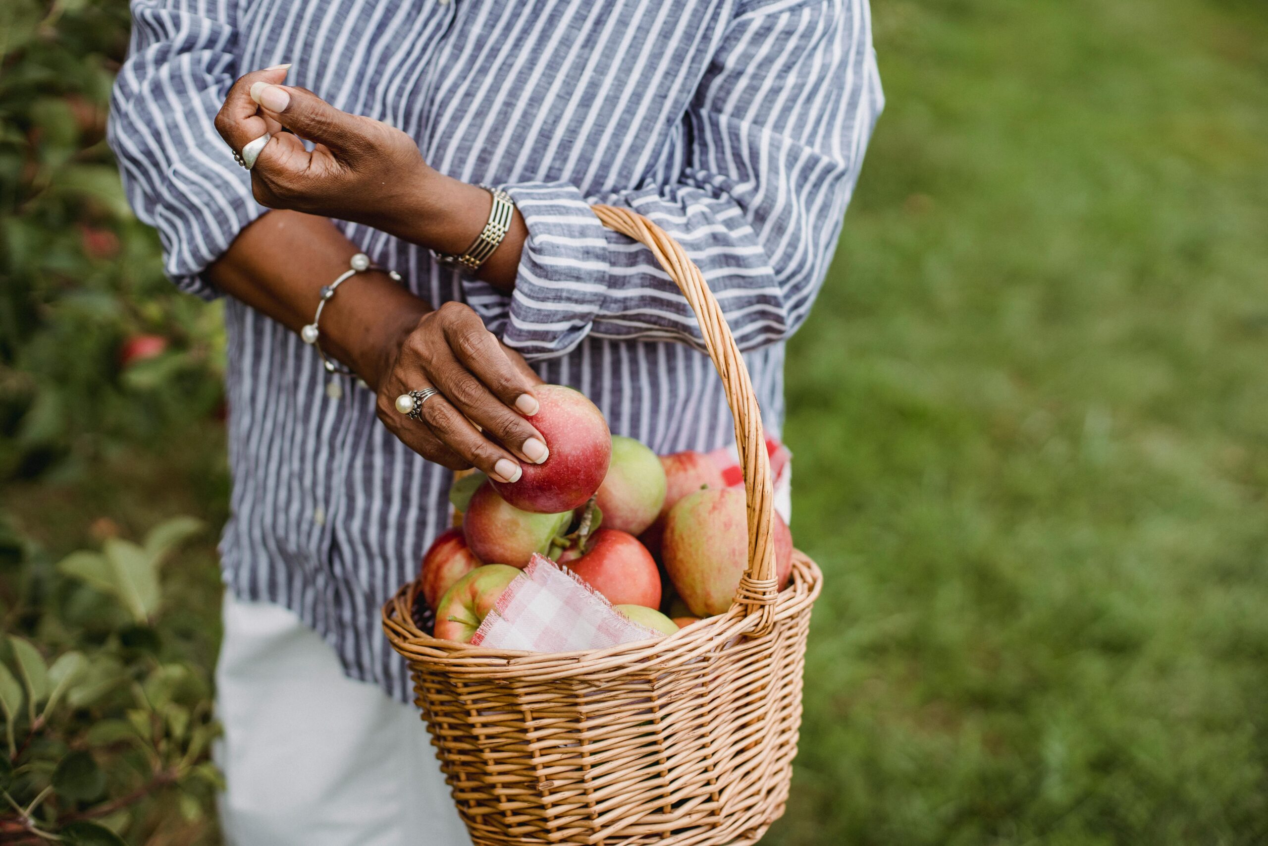 Woman harvesting apples in a rural orchard, showcasing organic farming and sustainability.